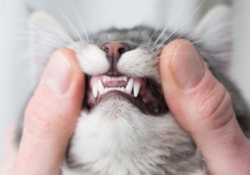 Miracles for My Cat's Breath