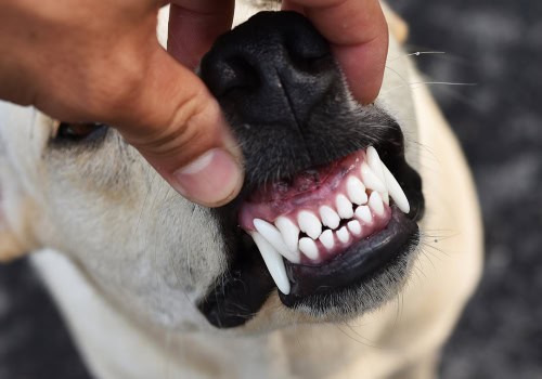 DentalPaws: A Lifesaver for My Dog